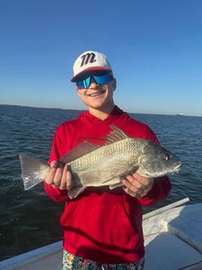 Photograph of a 16-inch Black Drum caught while fishing in TX