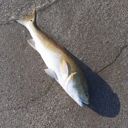Surf fishing on Bolivar Peninsula, Redfish