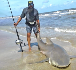 A photograph of an Atlantic Sharpnose Shark caught while fishing in TX.