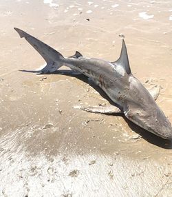 A Blacktip Shark spotted in Gilchrist