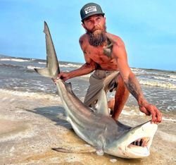Gafftopsail sea catfish caught while fishing in Gilchrist