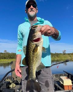 Largemouth Bass caught during fishing in Crystal River