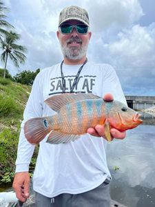 A Mexican Mojarra fish caught while fishing in Crystal River