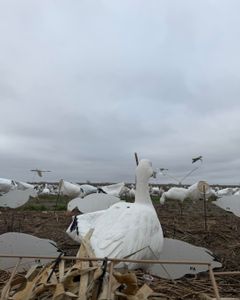 White waterfowl decoys spread across marshy hunting ground in Crystal River FL under overcast sky