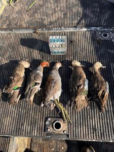 Five fish caught while fishing in Lafitte