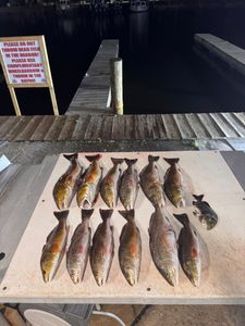 12 Redfish caught in Lafitte, Louisiana