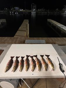 8 redfish caught in Lafitte