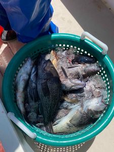 3 sea bass caught in Neptune City