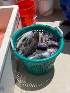 Sea bass fishing in Neptune City