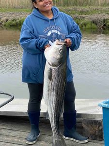 Striped bass caught while fishing in NJ