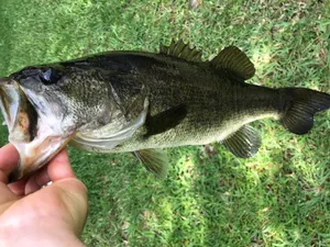 Florida Freshwater Fishing Licenses