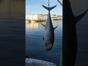 Proud about this Tuna catch!