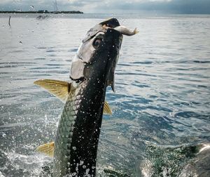 Best Time to Catch Tarpon on the Fly in Chokoloskee