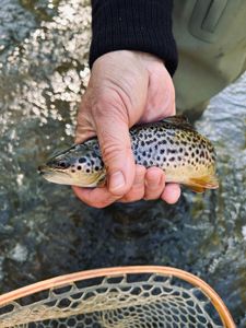 Top-Rated Rochester Spring Trout: Brown Trout Wade Fishing Win