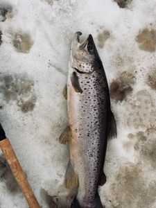 Brown Trout on the Bite — LaSalle's Landing, March 5th