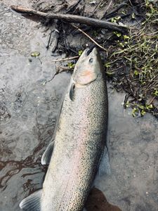  Spring Steelhead Are Here 🎣 