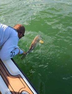 Drum on light tackle!