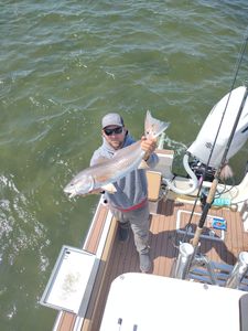 Wanchese waters teeming with Redfish!