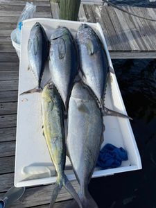Mixed Bag Action on Live Bait