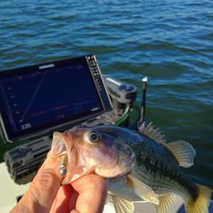 Deep fishing for Bass 