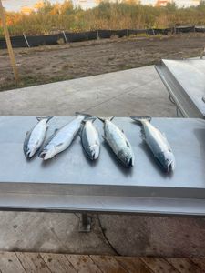 Lake Michigan steelhead bite heating up midweek