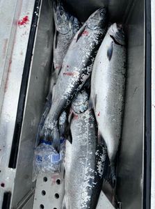 Join the Salmon Harbor Derby – Seats Available! 🎣🦀