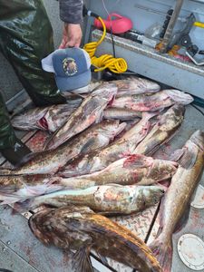 Strong lingcod action with steady rockfish bite