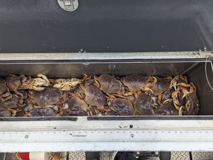 The Best Time to Crab in Winchester Bay