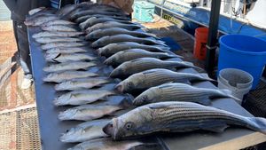 The Bite is still on!