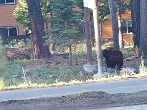 A little glimpse of the Lake Tahoe Wild Life