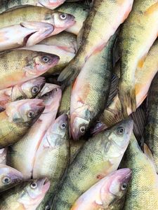 Hooked Plenty of Fish in Lake Erie