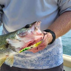 Lake Erie Walleye Hooked