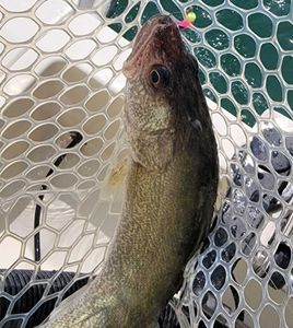 Smallmouth Bass Paradise Found in Lake Erie Waters