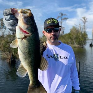 Huge Largemouth Bass Hooked From Florida