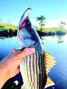 Flashpoint Jr. Delivers Another Bass Bite