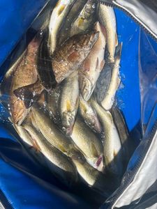 Walleye Bite Is On – Seats Open Next Week!