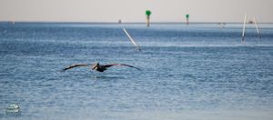 TEXAS FISHING LICENSE