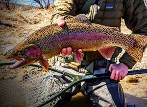 Wyoming's Finest Trout Fishing