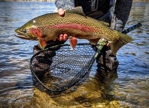 Wyoming's Prized Trout Catches