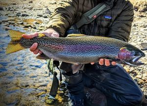 Hooking Trout in Wyoming Rivers