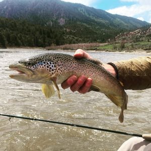 Trout Fishing Bliss in Wyoming