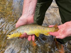 Trout Dreams: Wyoming Waters