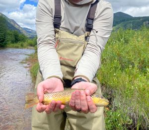 Wyoming Trout: A Fisher's Delight