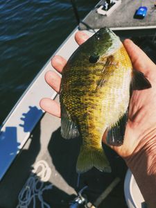 Minnesota Fishing License Information for Travelers and Anglers