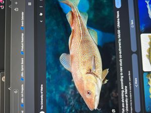 Trout Trifecta: Fly Fishing Adventure on the Scenic New England River