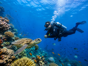 Green Sea Turtle Encounter on the Deeper Reefs Near Topsfield