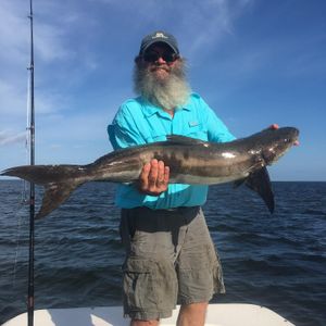 Steinhatchee Hooked a Cobia