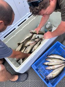 Full box limit Walleye fishing in Lake Erie