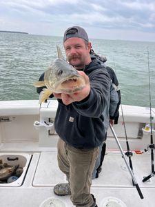 Wisconsin gunner doing Lake Erie Walleye
