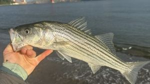 How to Get a California Fishing License: Visitor & Angler Guide